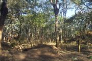 RDC : Assurer l’existence de la forêt claire pour préserver l’environnement et le bien-être des populations