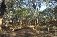 RDC : Assurer l’existence de la forêt claire pour préserver l’environnement et le bien-être des populations