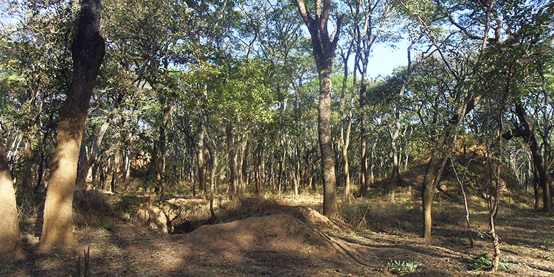 RDC : Assurer l’existence de la forêt claire pour préserver l’environnement et le bien-être des populations