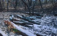 Haut-Katanga : les forêts communautaires pour sauver le bois rouge de l’extinction ?
