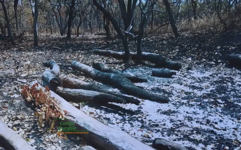 Haut-Katanga : les forêts communautaires pour sauver le bois rouge de l’extinction ?