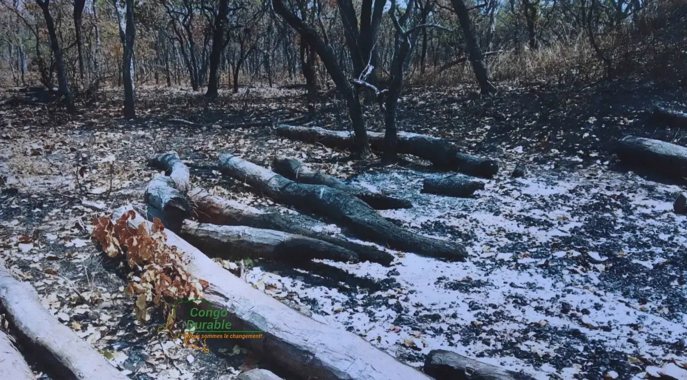 Haut-Katanga : les forêts communautaires pour sauver le bois rouge de l’extinction ?